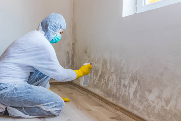 Licensed Black Mold Removal service in Silverdale, WA - WQB Mold Removal