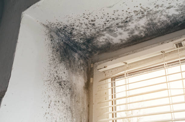 Affordable Black Mold Removal solutions in Silverdale, WA